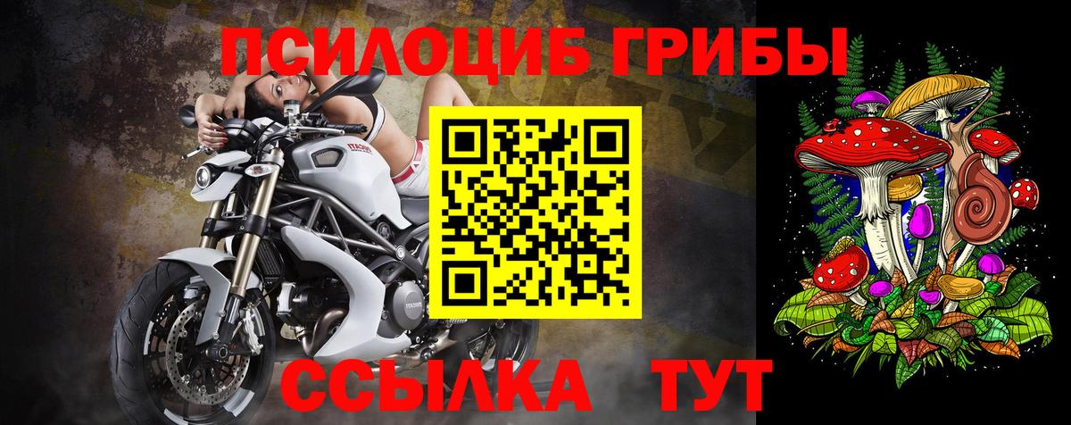 Галлюциногенные грибы Psilocybine cubensis Коркино